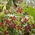 Aucuba japonica 'Maculata' fleur P2A